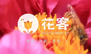 花客`網站